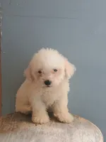 Benny, a male Bichon Frise for sale in Effingham, IL – 6 of 8