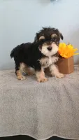 Apollo , a male Morkie for sale in Effingham, IL – 4 of 5