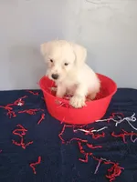 Jumper, a male Westiepoo for sale in Effingham, IL – 3 of 7