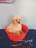 Happy, a male Havapoo for sale in Effingham, IL – 7 of 10