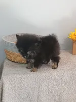 Pixydust, a female Pomeranian for sale in Effingham, IL – 8 of 10