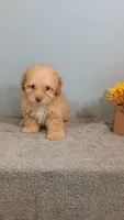 Peggy, a female Poodle - Toy  for sale in Effingham, IL – 2 of 7