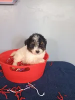 Pumpkin, a male Pomapoo for sale in Effingham, IL – 3 of 10