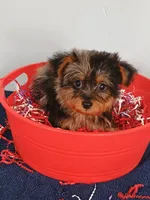 Frankie, a male Yorkshire Terrier for sale in Effingham, IL – 9 of 10