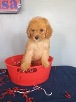 Cheri, a female Cavapoo for sale in Effingham, IL – 3 of 10