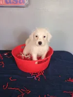 Juniper, a male Westiepoo for sale in Effingham, IL – 5 of 8
