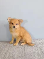 Pixy, a female Pomchi for sale in Effingham, IL – 9 of 10