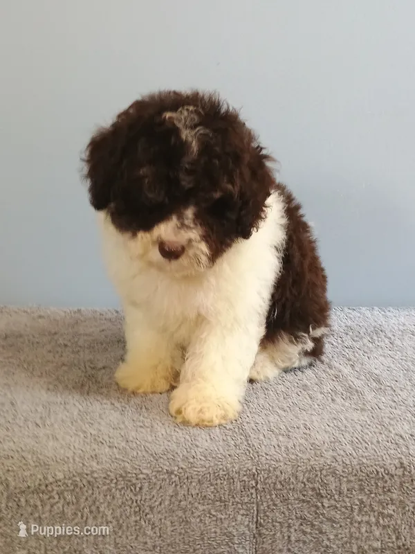 Charlie – Bichon Frise, Shih Tzu puppy for sale in Effingham, IL