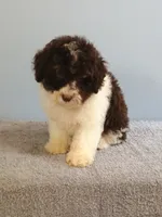 Charlie, a male Bichon Frise and Shih Tzu for sale in Effingham, IL – 1 of 9