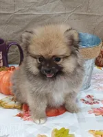 Frankie, a male Pomeranian for sale in Effingham, IL – Photo 9 of 9