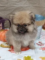 Frankie, a male Pomeranian for sale in Effingham, IL – Photo 1 of 9