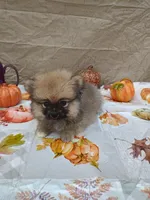 Frankie, a male Pomeranian for sale in Effingham, IL – Photo 5 of 9