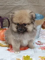 Frankie, a male Pomeranian for sale in Effingham, IL – Photo 8 of 9