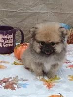 Frankie, a male Pomeranian for sale in Effingham, IL – Photo 4 of 9