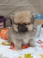 Frankie, a male Pomeranian for sale in Effingham, IL – Photo 7 of 9