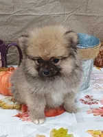Frankie, a male Pomeranian for sale in Effingham, IL – Photo 6 of 9