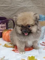 Frankie, a male Pomeranian for sale in Effingham, IL – Photo 2 of 9