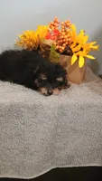 Paulie, a male Poodle - Toy  for sale in Effingham, IL – 3 of 10