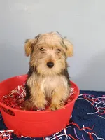 Frannie, a male Yorkshire Terrier for sale in Effingham, IL – 8 of 8