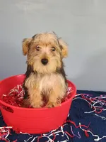 Frannie, a male Yorkshire Terrier for sale in Effingham, IL – 3 of 8