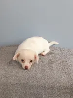 Phoebe, a female Pomchi for sale in Effingham, IL – 8 of 8