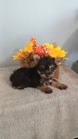 Yager, a male Yorkshire Terrier for sale in Effingham, IL – 5 of 7