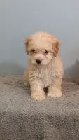 Penny, a female Poodle - Toy  for sale in Effingham, IL – 4 of 7