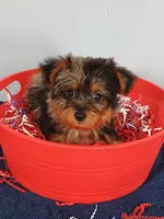 Frankie, a male Yorkshire Terrier for sale in Effingham, IL – 5 of 10