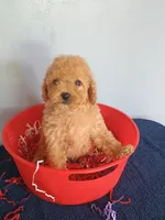 Chelsi, a female Cavapoo for sale in Effingham, IL – 8 of 9