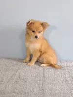 Pixy, a female Pomchi for sale in Effingham, IL – 2 of 10