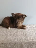 Parker, a male Pomchi for sale in Effingham, IL – 3 of 10
