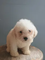 Benny, a male Bichon Frise for sale in Effingham, IL – 7 of 8