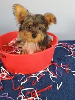 Frankie, a male Yorkshire Terrier for sale in Effingham, IL – 8 of 10