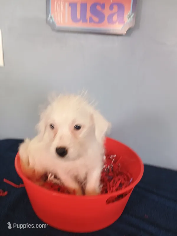 Juniper – Westiepoo puppy for sale in Effingham, IL