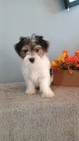 Pinto, a male Morkie for sale in Effingham, IL – 9 of 9