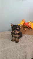 Yeti, a male Yorkshire Terrier for sale in Effingham, IL – 4 of 7