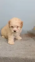 Penny, a female Poodle - Toy  for sale in Effingham, IL – 6 of 7