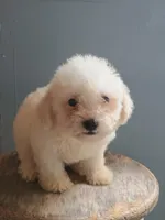 Benny, a male Bichon Frise for sale in Effingham, IL – 5 of 8