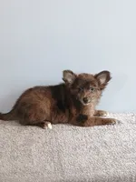 Parker, a male Pomchi for sale in Effingham, IL – 2 of 10