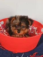 Frankie, a male Yorkshire Terrier for sale in Effingham, IL – 6 of 10