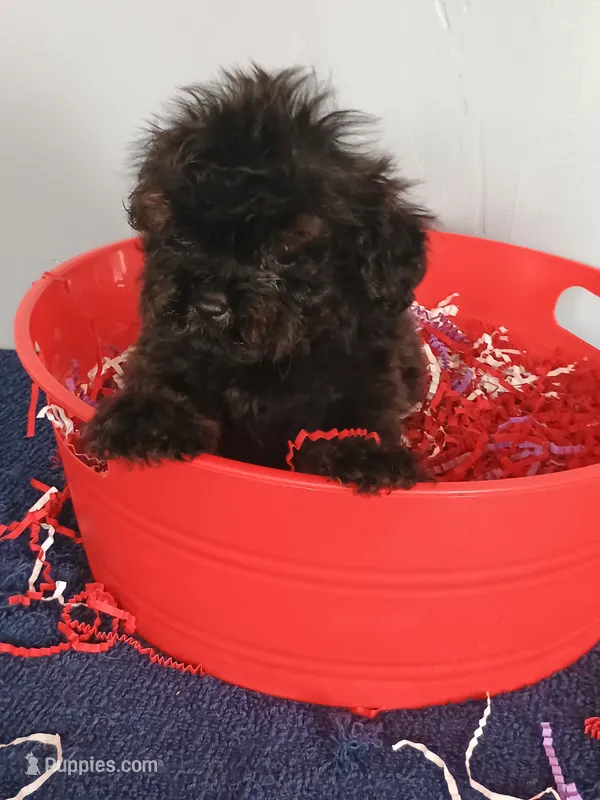 Spartan  – Cockapoo puppy for sale in Effingham, IL
