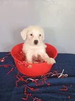 Jumper, a male Westiepoo for sale in Effingham, IL – 5 of 7