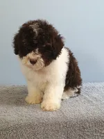 Charlie, a male Bichon Frise and Shih Tzu for sale in Effingham, IL – 7 of 9