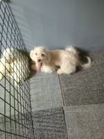 Alex, a male Bichpoo for sale in Effingham, IL – 2 of 6
