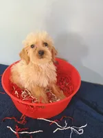 Happy, a male Havapoo for sale in Effingham, IL – 3 of 10