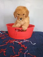 Cheri, a female Cavapoo for sale in Effingham, IL – 6 of 10