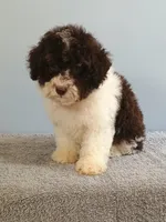 Charlie, a male Bichon Frise and Shih Tzu for sale in Effingham, IL – 6 of 9