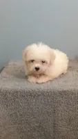 Hadley, a female Maltese for sale in Effingham, IL – 3 of 5