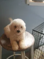 Buster, a male Bichon Frise for sale in Effingham, IL – 5 of 9