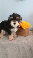 Apollo , a male Morkie for sale in Effingham, IL – 5 of 5